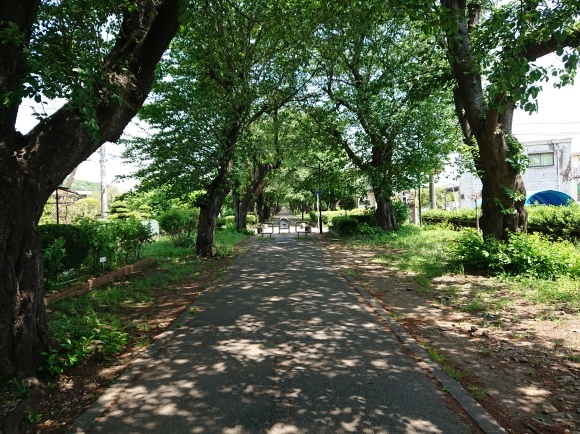 4/30 羽村山口軽便鉄道跡(野山北公園自転車道)を歩く_b0042308_11140719.jpg