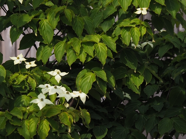 f0207410_07371634.jpg