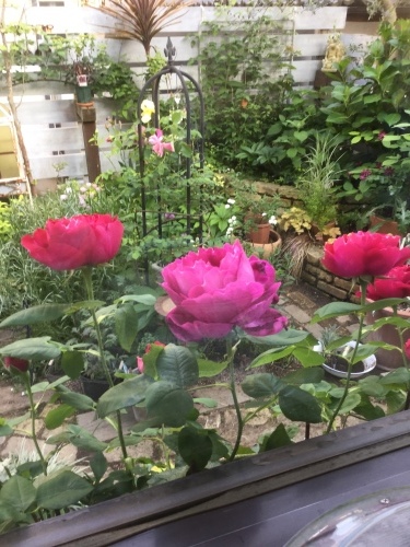 d0078312_23103177.jpeg