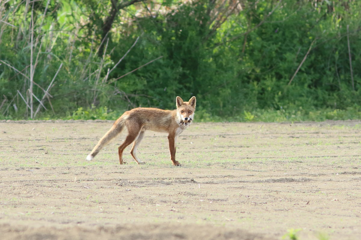 キジ キツネとキジの目線_f0369315_22514557.jpg