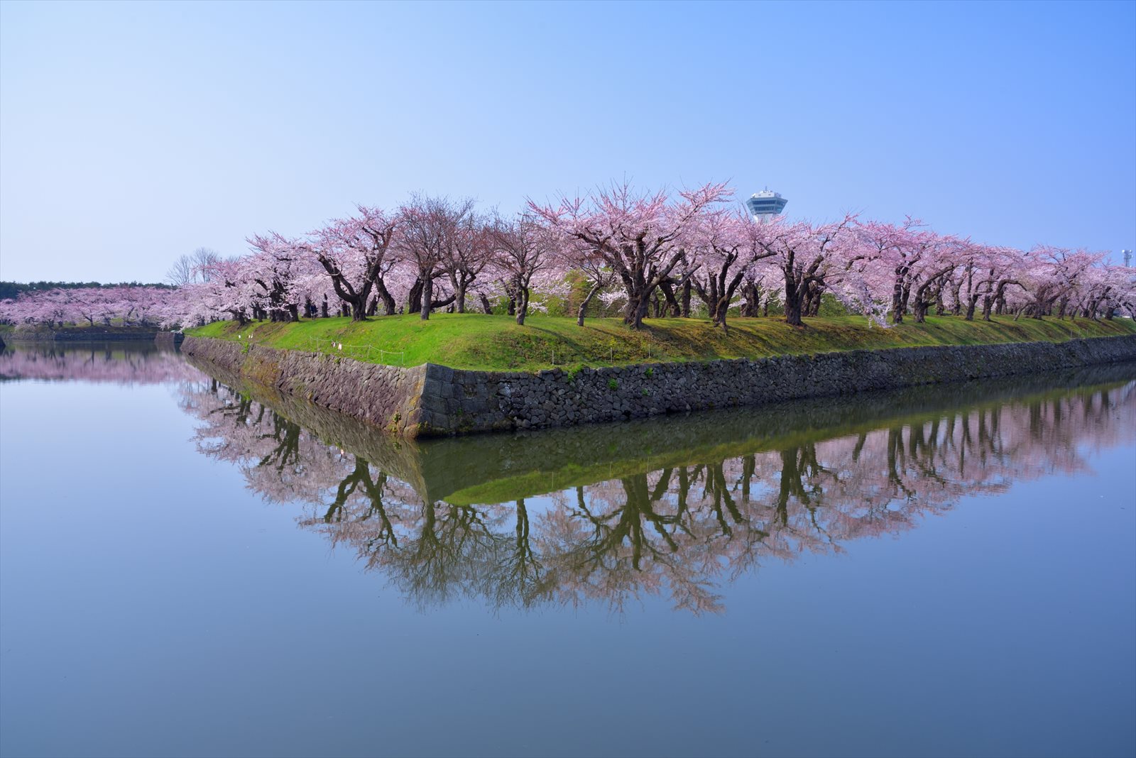 桜 五稜郭公園 18 4 29 30 その やぁやぁ