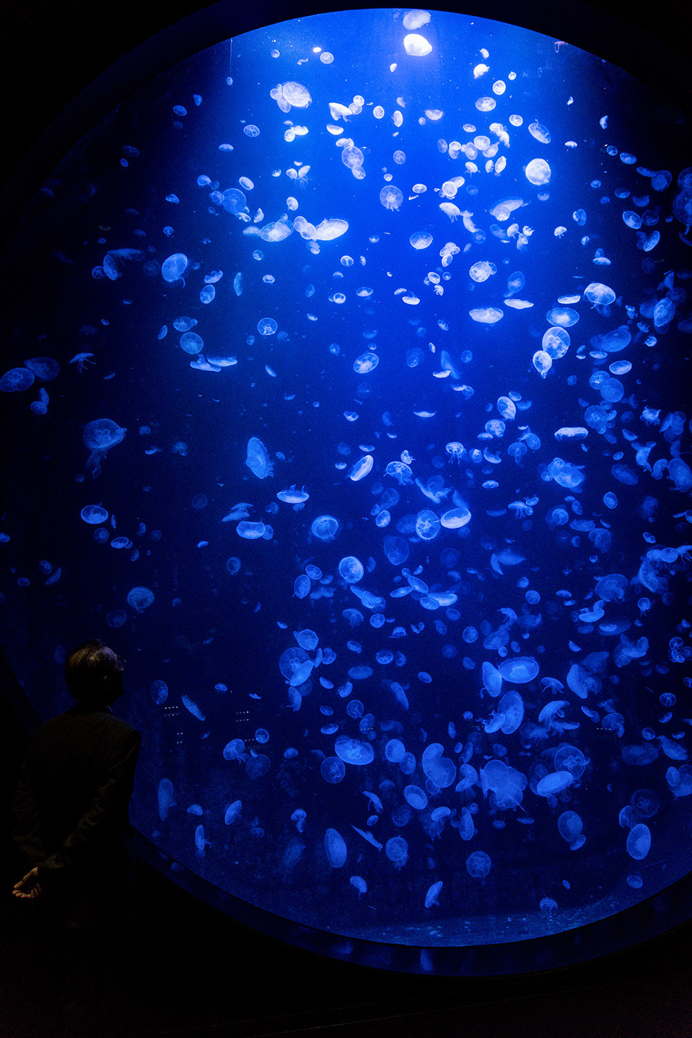 jellyfish_a0041722_22572973.jpg