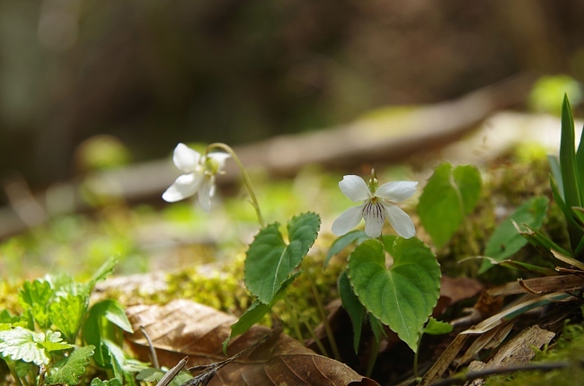 茶臼山の花_c0047422_16463712.jpg