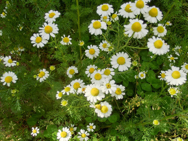 d0066822_15252580.jpg