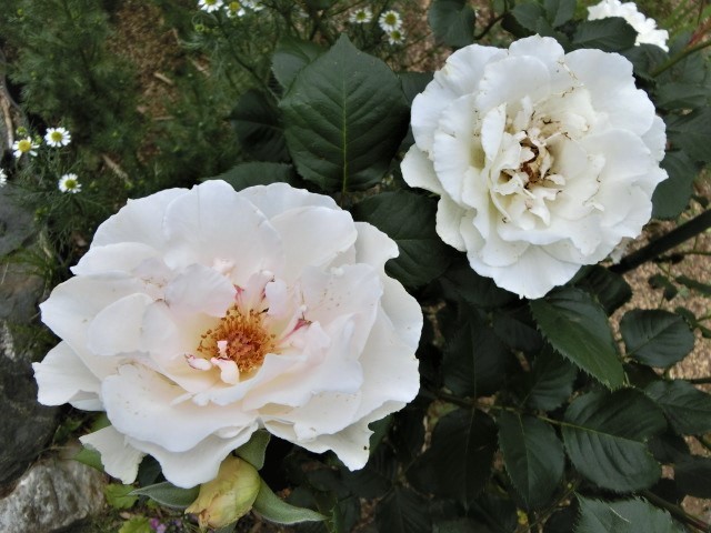 f0354923_00055712.jpg