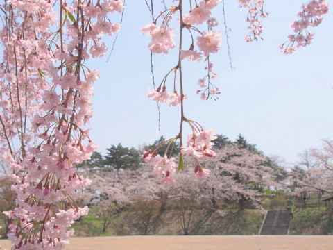 大仏公園(弘前市)の桜*2018.04.29_b0147224_15534974.jpg