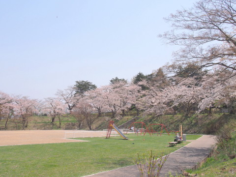 大仏公園(弘前市)の桜*2018.04.29_b0147224_15555458.jpg