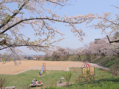 大仏公園(弘前市)の桜*2018.04.29_b0147224_15561083.jpg