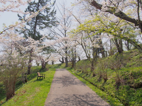 大仏公園(弘前市)の桜*2018.04.29_b0147224_15571648.jpg