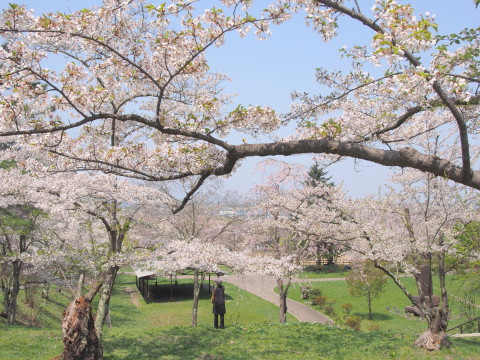 大仏公園(弘前市)の桜*2018.04.29_b0147224_15595471.jpg
