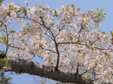 大仏公園(弘前市)の桜*2018.04.29_b0147224_161258.jpg
