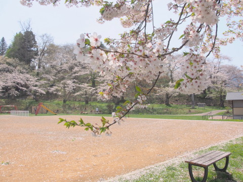 大仏公園(弘前市)の桜*2018.04.29_b0147224_1631493.jpg