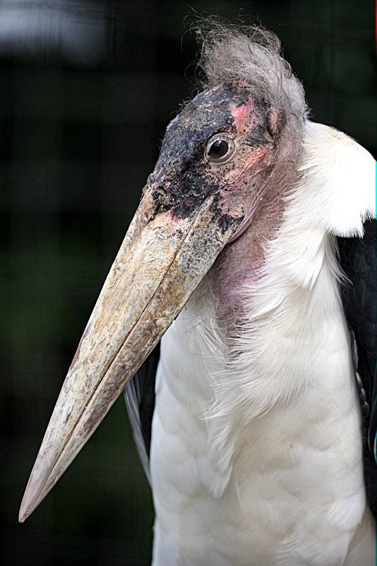 鳥類・水系ゾーンにいる鳥たち_f0224624_13454206.jpg