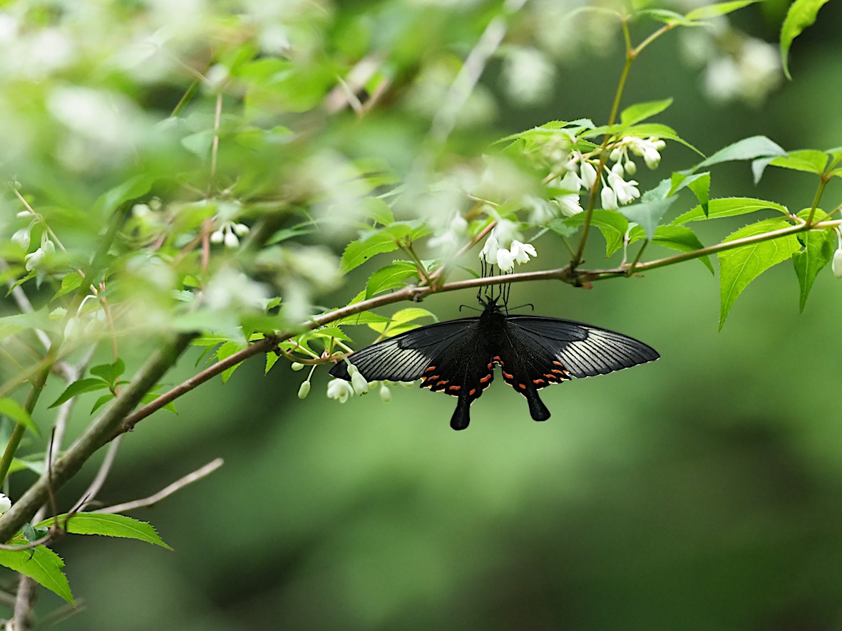 ウツギにくる蝶、黒色系アゲハ編その2（2018年5月4日）_d0303129_13163867.jpg