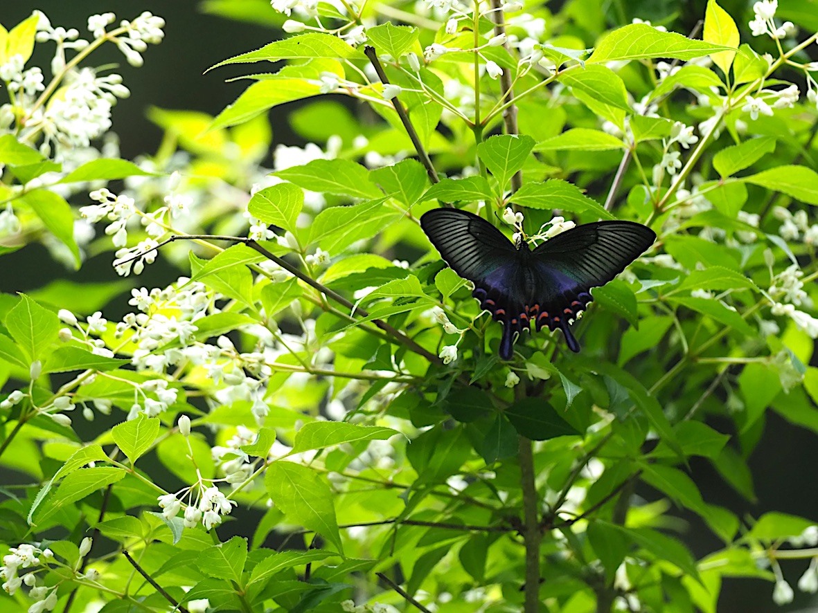 ウツギにくる蝶、黒色系アゲハ編その2（2018年5月4日）_d0303129_1317122.jpg