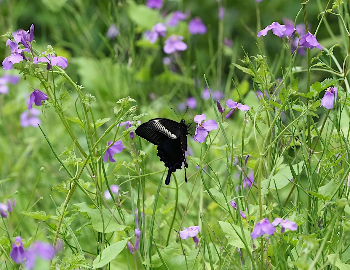 ウツギにくる蝶、黒色系アゲハ編その2（2018年5月4日）_d0303129_13172097.jpg