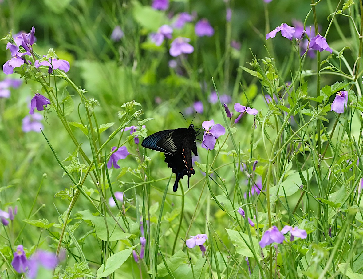 ウツギにくる蝶、黒色系アゲハ編その2（2018年5月4日）_d0303129_13172814.jpg