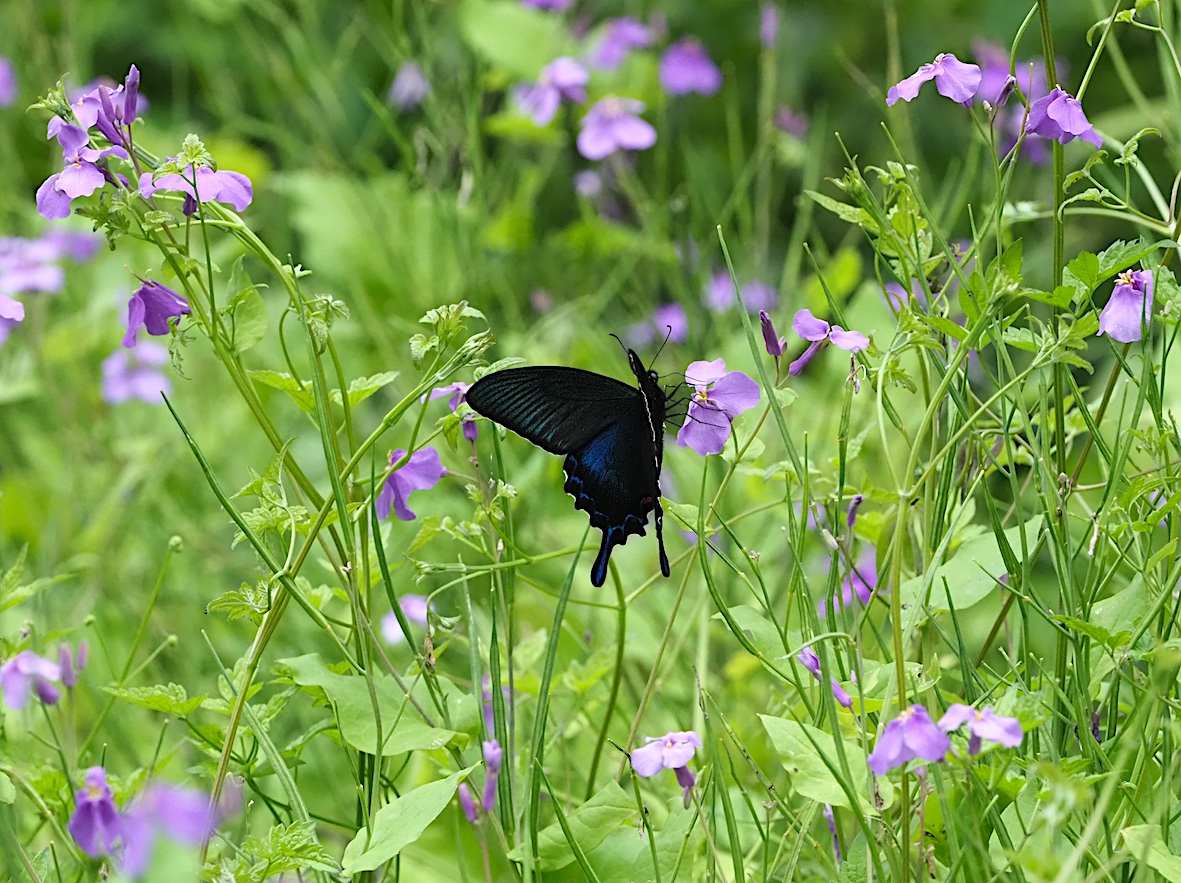 ウツギにくる蝶、黒色系アゲハ編その2（2018年5月4日）_d0303129_13173725.jpg