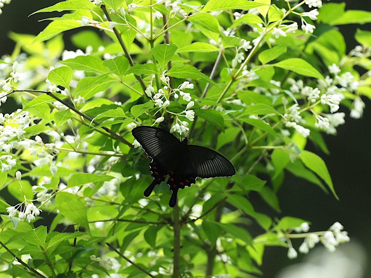 ウツギにくる蝶、黒色系アゲハ編その2（2018年5月4日）_d0303129_1317436.jpg