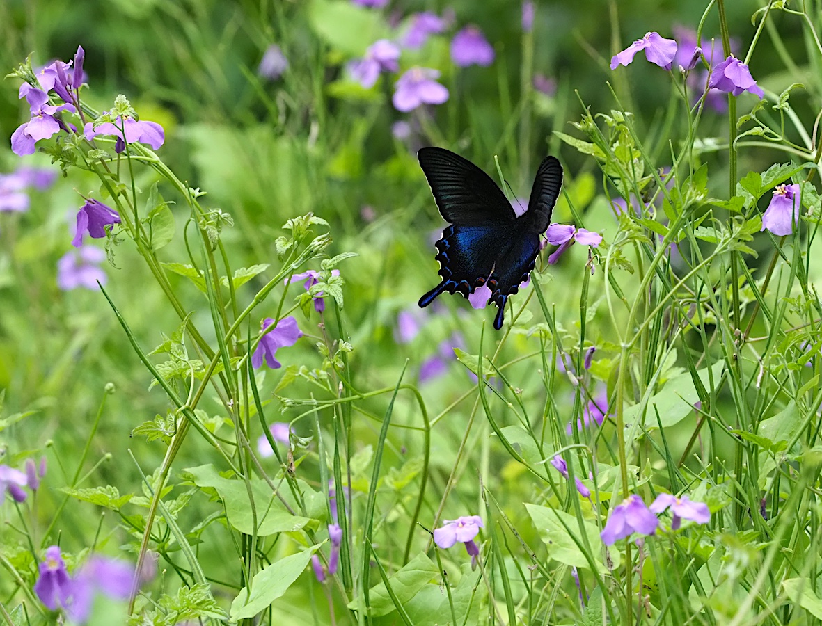 ウツギにくる蝶、黒色系アゲハ編その2（2018年5月4日）_d0303129_13174553.jpg