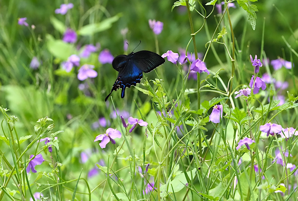 ウツギにくる蝶、黒色系アゲハ編その2（2018年5月4日）_d0303129_1317549.jpg