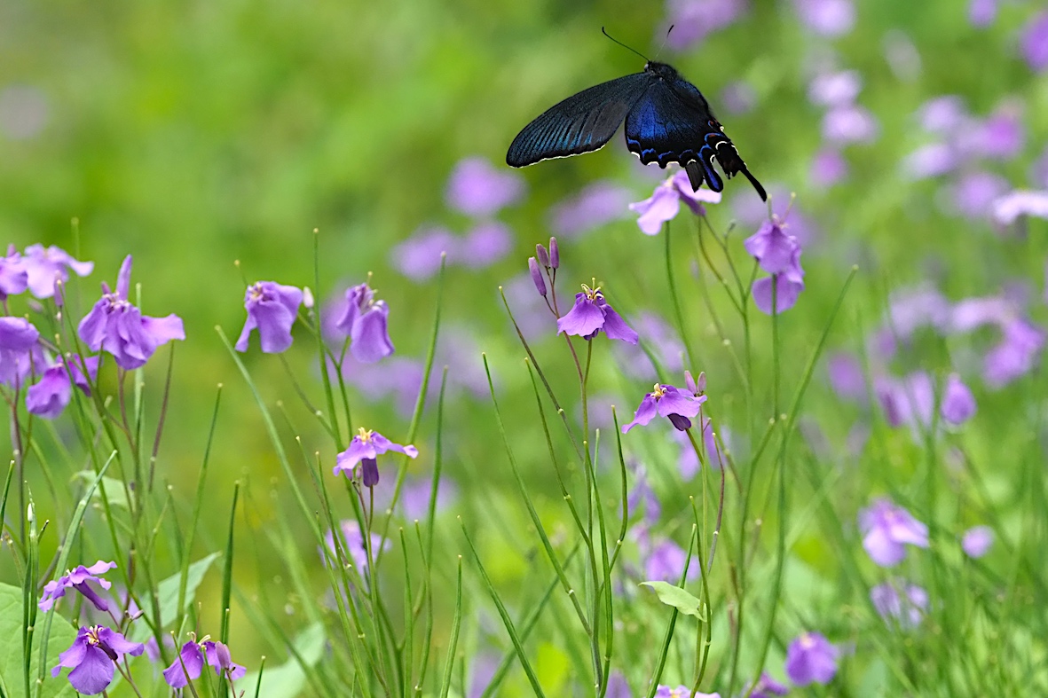 ウツギにくる蝶、黒色系アゲハ編その2（2018年5月4日）_d0303129_1318169.jpg