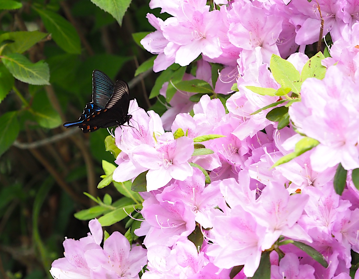 ウツギにくる蝶、黒色系アゲハ編その2（2018年5月4日）_d0303129_13182767.jpg