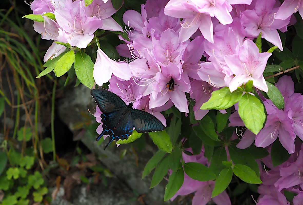 ウツギにくる蝶、黒色系アゲハ編その2（2018年5月4日）_d0303129_1318425.jpg