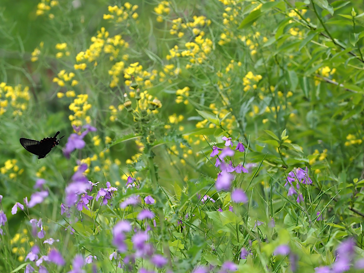 ウツギにくる蝶、黒色系アゲハ編その2（2018年5月4日）_d0303129_1318972.jpg