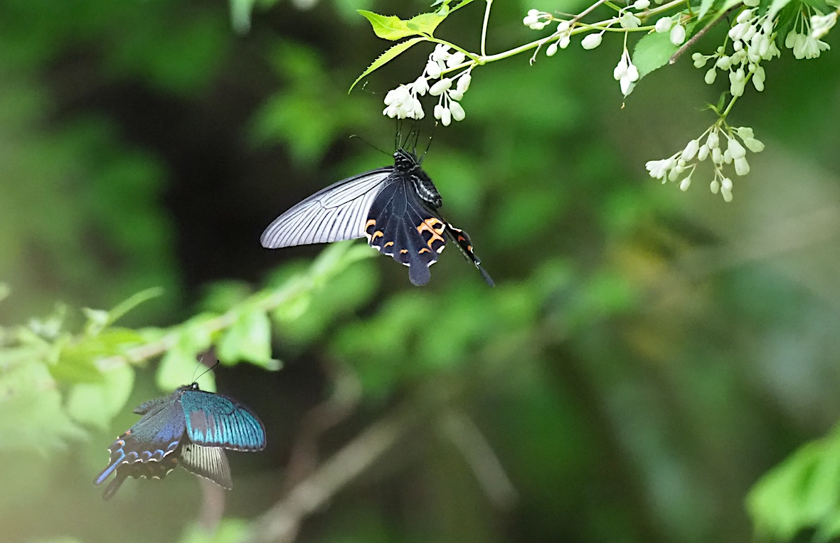 ウツギにくる蝶、黒色系アゲハ編その2（2018年5月4日）_d0303129_13192012.jpg