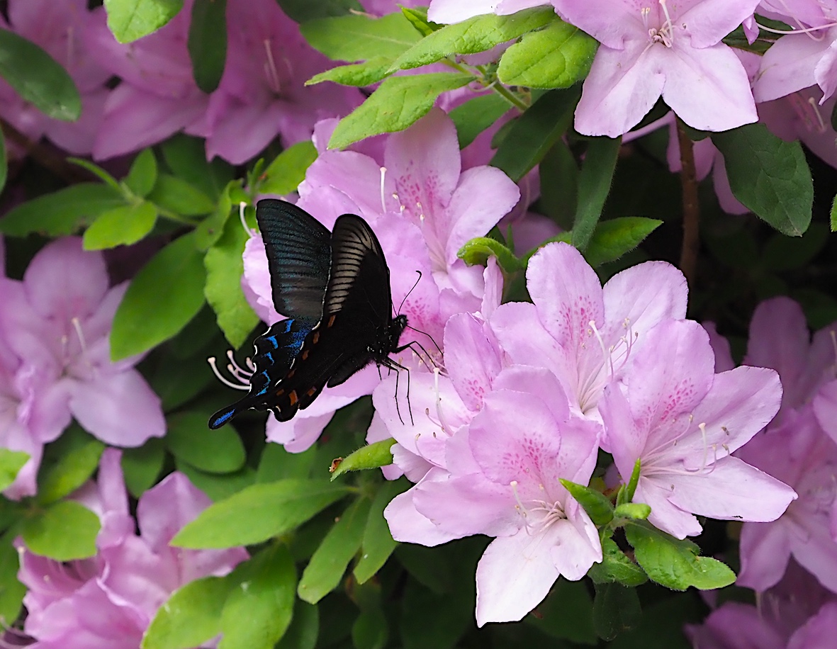 ウツギにくる蝶、黒色系アゲハ編その2（2018年5月4日）_d0303129_13241742.jpg