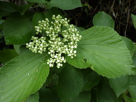 植物に昆虫が訪れています_a0123836_17474540.jpg