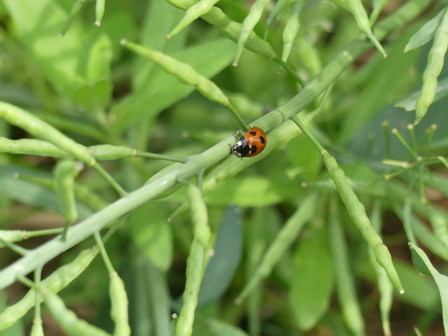 植物に昆虫が訪れています_a0123836_17475013.jpg