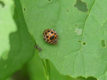 植物に昆虫が訪れています_a0123836_17475365.jpg