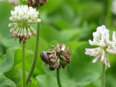 植物に昆虫が訪れています_a0123836_17505419.jpg