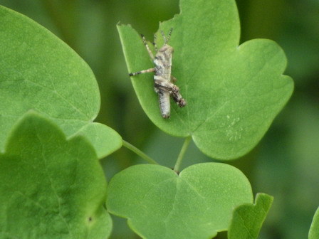 植物に昆虫が訪れています_a0123836_17505897.jpg