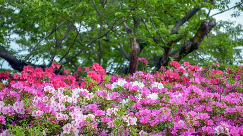 仏生山公園のつつじを今年も・・・_d0246136_17023056.jpg