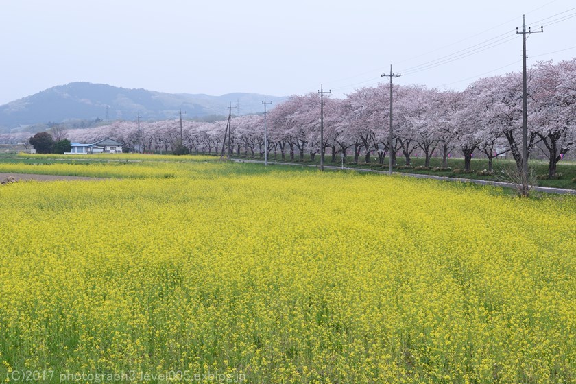 都幾川桜堤 桜と菜の花 Photograph3 都幾川桜堤 桜と菜の花 Photograph3