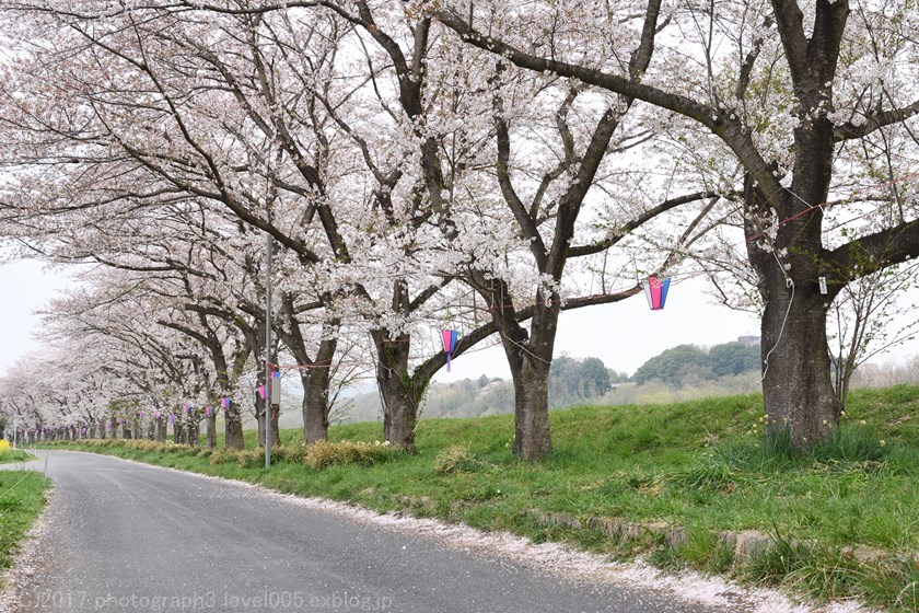 都幾川桜堤 桜と菜の花 Photograph3