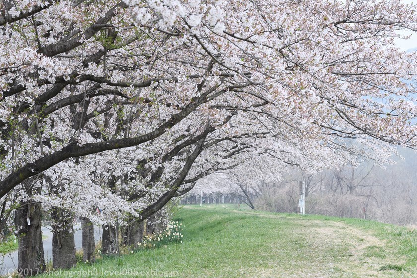 都幾川桜堤 桜と菜の花 Photograph3 都幾川桜堤 桜と菜の花 Photograph3