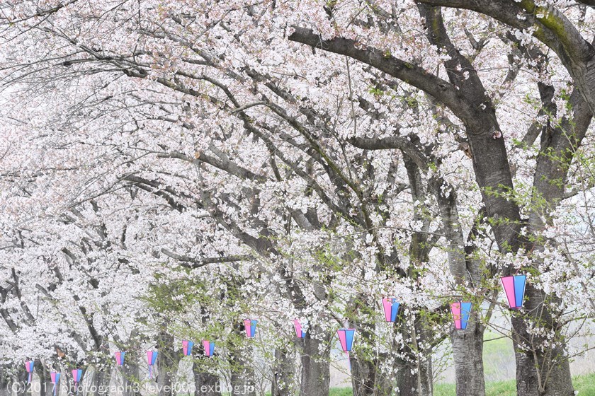 都幾川桜堤 桜と菜の花 Photograph3