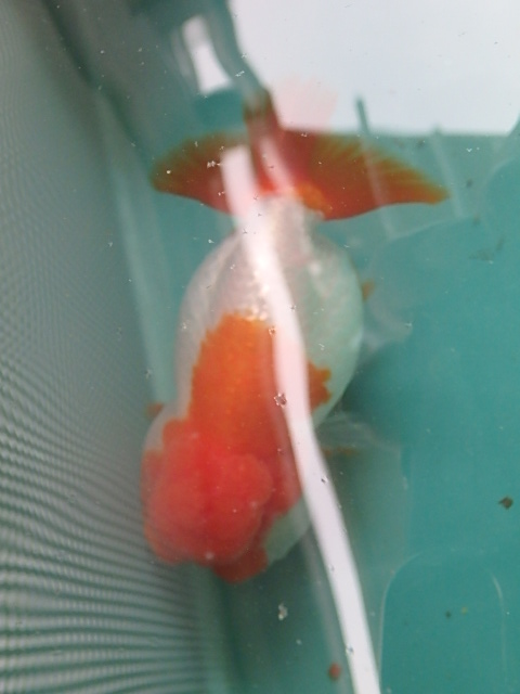 f0334143_8581540.jpg