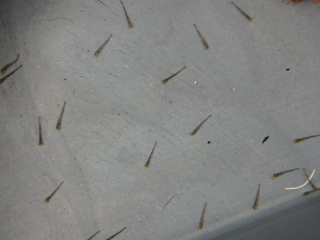 f0334143_8583548.jpg