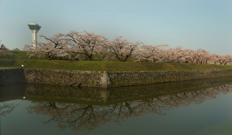 2018\'　sakura　 さくら　桜（五稜郭公園）_a0112747_23233966.jpg