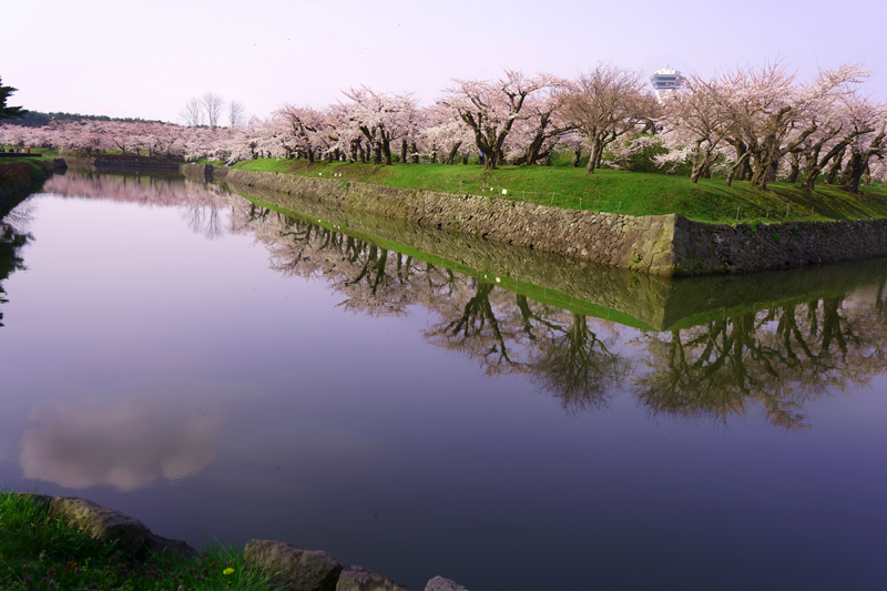 2018\'　sakura　 さくら　桜（五稜郭公園）_a0112747_23240688.jpg