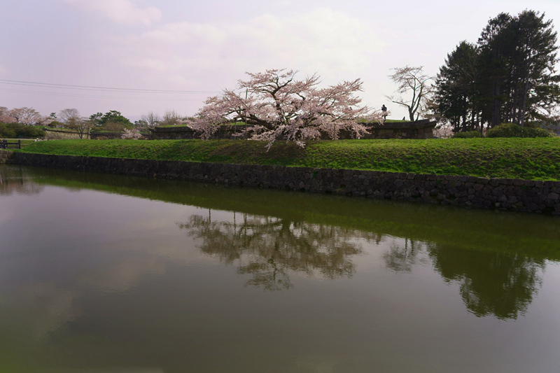 2018\'　sakura　 さくら　桜（五稜郭公園）_a0112747_23242865.jpg