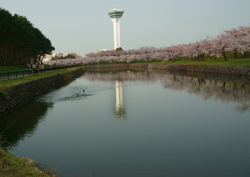 2018\'　sakura　 さくら　桜（五稜郭公園）_a0112747_23245264.jpg