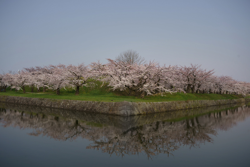 2018\'　sakura　 さくら　桜（五稜郭公園）_a0112747_23271957.jpg