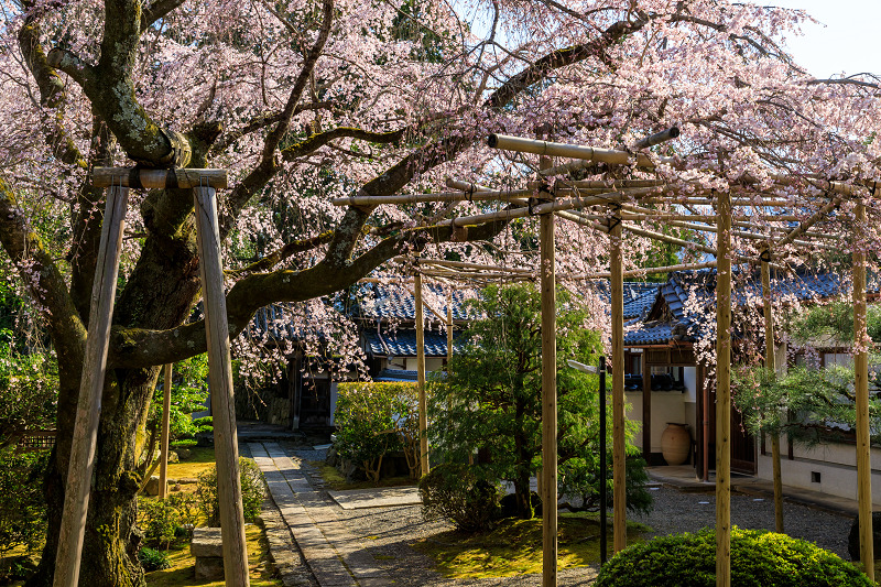 桜咲く京都2018　洛西のしだれ桜_f0155048_2147910.jpg