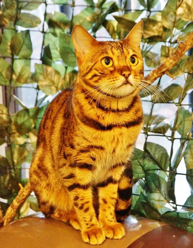 ベンガル猫専門猫カフェ 嵐山フクロウとひょう猫の森 たんぶーらんの戯言